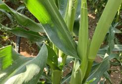 Konya'da en uygun döneme girildi: Üreticiye uyarı gibi tavsiye geldi! 'Bu ürün için tam zamanı'