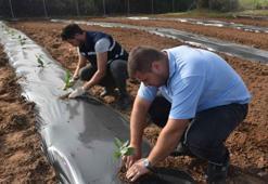 Bu bitkiyi eken senesine ev alıyor: Bir şehirde alternatif oldu, bakım istemiyor! Samsun ve Bursa'da da başladı