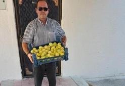 Damak çatlatan lezzette ilk hasat başladı! Fiyatlar 200 liradan 80 liraya kadar düştü