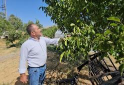Herkes bilmiyor, en iyileri burada yetişiyor! Cevizde bu yıl rekor düzeyde rekolte bekleniyor