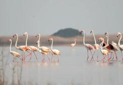 Akyatan Lagünü'nde Flamingoların ihtişamlı şöleni başladı! Kuş gözlemcilerinin rotası Adana oldu