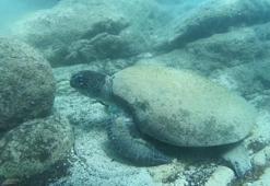 Caretta caretta neden ısırır? Antalya'ya vakalar arttı, uzman isim nedenini açıkladı