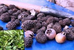 Samsun ormanları köylüye gelir kapısı oldu: Köyde 29 aile yapmaya başladı, milyonlarca liralık gelir sağladı!