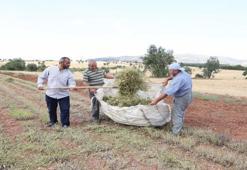 Boş tarlaya ekti şifayı buldu: Çiftçi yeni gelir kapısına kavuştu! 7 yıl ömrü var