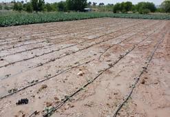 Mersin'de şiddetli dolu yağışı etkili oldu! Ekili alanlara zarar verdi