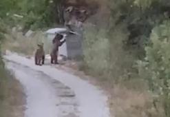Tokat'ta köye inen ayıları "Gülümseyin çekiyorum" diyerek cep telefonuyla kaydetti