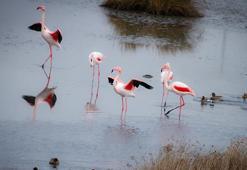 Türkiye'nin tapulu tek lagünü alarm veriyor: Kuş popülasyonu yarı yarıya azaldı!