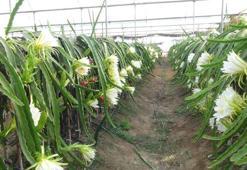 Mersin'deki pitaya bahçelerinde hasat başladı! Emekli olduktan sonra daha çok kazanmaya başladı