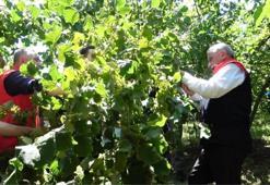 Don felaketi rekolteyi vurdu: Samsun fındık üretiminde Türkiye birincisi