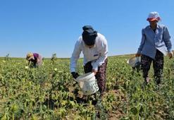 Keşan'da coğrafi işaretli Siğilli ürününde hasat zorlu başladı! 'Kızım sabah ağlaya ağlaya geliyor'
