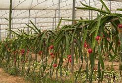 Türkiye'de yetişmiyordu, şimdi yurt dışına ihraç ediliyor! 150 lira kilogram fiyatı