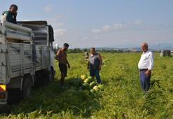 Samsun karpuzu çıktı ama hasat tat vermiyor! Kilosu 2 lira, üretici çare arıyor