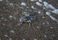 Mersin sahillerinde Akdenizle buluştular! Yeşil Deniz Kaplumbağaların zorlu yolculuğu başladı