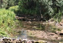 Konya'nın geçim kaynağı bitti: Ölümler başladı