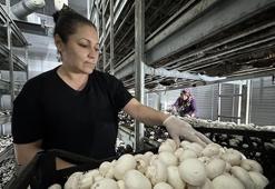 Memurluğu bıraktı, aldığı hibeyle üretime başladı! Ayda 15 tonla kazancını katlıyor