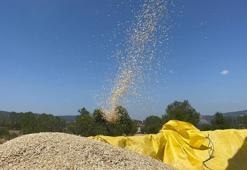 "Hitit buğdayı" olarak biliniyor! 12 bin yıllık geçmişi var bugüne kadar genetiği bozulmadı