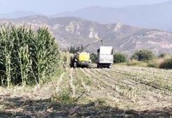 Hatay'da silajlık mısır hasadı başladı