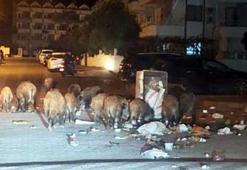 Park ve sahillerde alarm! Bir ilçeyi domuzlar istila etti