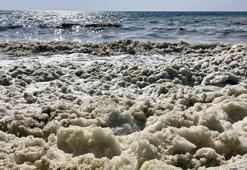 İskenderun Körfezi'nde görenleri tedirgin etti! Denizin üzerini kapladı, bilim insanları nedenini açıkladı
