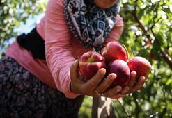 Yüzyılın don olayı sonrası fırsatçılık tepkisi: Elimde liste var, şeftali 120 lira olmaz