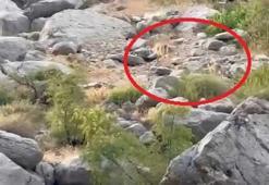 Erzincan Karanlık Kanyon’da görüntülendi!