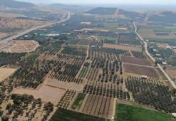 İzmir'in köyü, Şanlıurfa'yı sollayacak! Hasat başladı, kilosu 50 TL'den kapış kapış gidiyor, İtalyanlar sıraya girdi