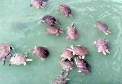 Antalya'da bu canlıya dikkat! Yüzerken saldırabilir