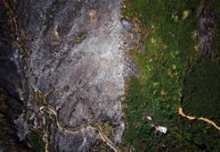 Sakarya'da yangın sonrası acı tablo: Yemyeşil ormanlardan geriye kapkara küller kaldı