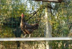 Yangını görünce kaçan tavuk günler sonra bakın nereden çıktı?