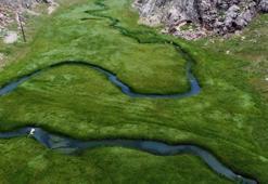 Türkiye'de ilk defa Mersin'de keşfedildi! Dünyanın en iyisi seçildi, yurt dışına kapış kapış gidiyor