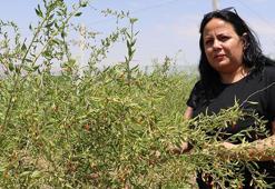 Sivas'ta 4 kardeş şeker hastası annesi için yaptı! 9'dan 500'e patladı: Her gün binlerce çıktığını görüyoruz