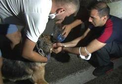 Bursa'daki yangından etkilenen hayvanları vatandaşlar böyle kurtarıldı