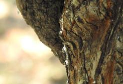 Dünyada sadece Yunanistan ve Çeşme'de var! Fiyatı gram altını üçe katladı, kilosu 15 bin TL'den kapış kapış gidiyor