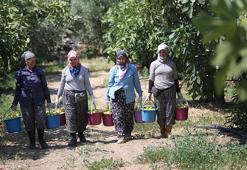 Aydın'da hasat kaliteli ürünle başladı! Sıcaklara yakalanmamak için çalışma saatlerini değiştirdiler