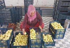 İlk hasatta 200 liraydı, şimdi 150 liraya düştü! Kurusunu 1500 liraya satıyorlar