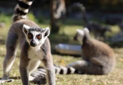 Bursa Hayvanat Bahçesi ücreti, bulunan hayvanlar, giriş - çıkış saatleri, ulaşım ve yorumları