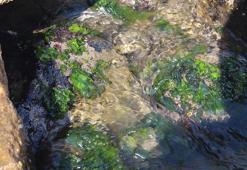 Japon kozmetiğinin sırrı ortaya çıktı! Uzak Doğular şifasını herkesten gizliyordu, Giresun'a talih kuşu kondu