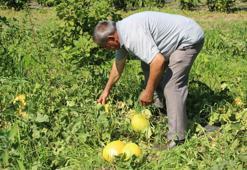 Pazarda 40 lira, tarlada 25 lira haftaya 15 liraya düşecek! Bu sezonki hasat sevindirdi