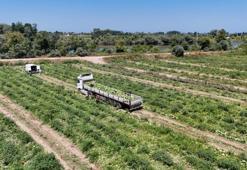Hasat sonrası ilk kez oldu: Samsun'da fiyatı ikiye katlandı, artış devam ediyor