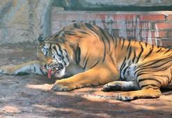 Gaziantep'te Uluslararası Kaplan Günü'ne özel kokteyl!