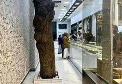 Van'daki kuyumcuda altın değerinde ağaç! Özel bölmeyle koruma altına alındı