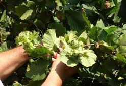 'Yeşil altın' için tarihler tek tek açıklandı! Üreticilere 'erken hasattan kaçının' uyarısı yapıldı