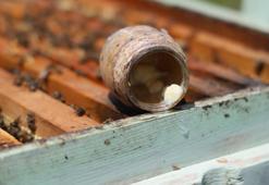 Her gün 2 çay kaşığı miktarında elde ediliyor! Zahmeti ve zorluğu fiyatına yansıyor