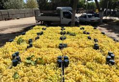 Altın sarısı meyvenin yolculuğu başladı! 35 ile 50 TL arasında alıcı buluyor