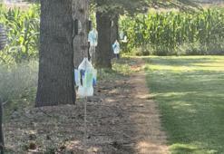 Konyalı çiftçi buldu, profesör paylaştı! Tarlada yılan bırakmayan yöntem: Gören şaşırıyor