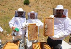 Pervari mi Anzer mi derken en iyi bal Maraş'tan çıktı! 22 bin ton üretildi