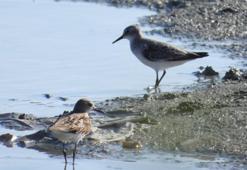 Göçmen kuşların son sığınağıydı: Yeniden canlandı, yüz binlercesi geri döndü!