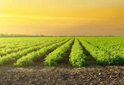 Sıcak hava domatesi vurdu, Aydınlı üretici verim kaybı yaşadı: 7 liraya satılıyor