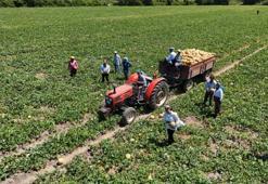 Bunlar Bafra Ovası’nın mahsulü! Tadına diyecek yok, fiyatı her cebe göre
