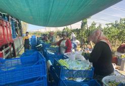 Hasat başladı, Avrupa ve Arap ülkelerinden talep alıyor! Kilogram fiyatı 50 liradan satılıyor